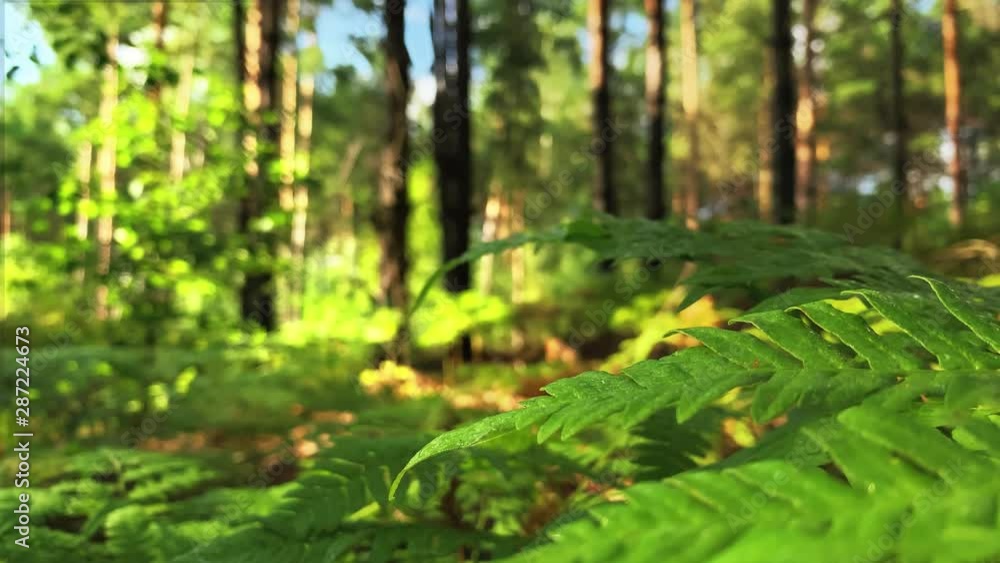 Magical Forest. Focus Close-Up Shot Of Sunlit Plant. Fern Growing In The Forest Magical Forest. Focus Close-Up Shot Of Sunlit Plant. Fern Growing In The Forest