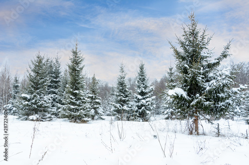 Christmas background with snowy fir trees. Snow covered trees in the winter forest. Winter landscape.