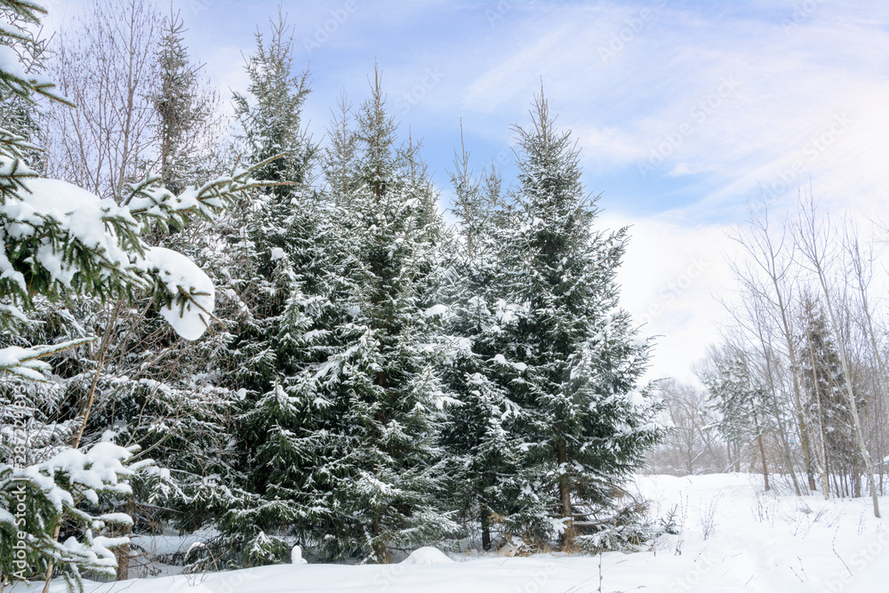 Christmas background with snowy fir trees. Snow covered trees in the winter forest. Winter landscape. Christmas background with snowy fir trees. Snow covered trees in the winter forest. Winter landscape.