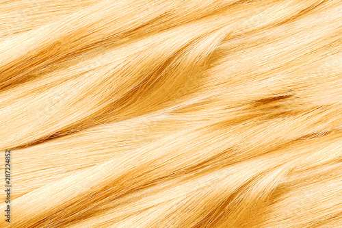 Curled blond hair as background, texture