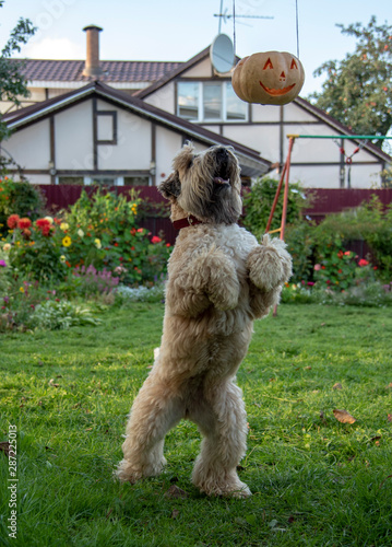 Irish wheat soft-coated Terrier trying to knock down a Halloween pumpkin