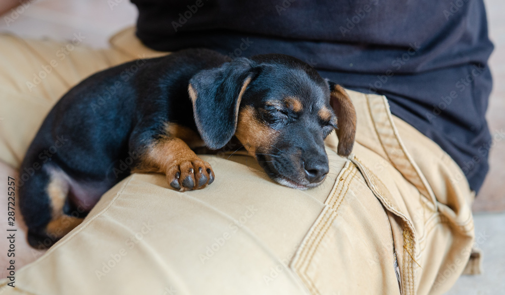 Baby dachshund sleeping in a man's lap