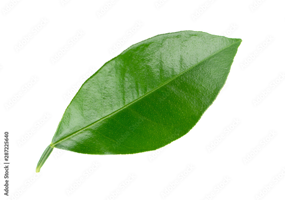 Obraz premium Lemon leaves isolated on white background. Branch of citrus leaf. Part of tropical plant. Top view.