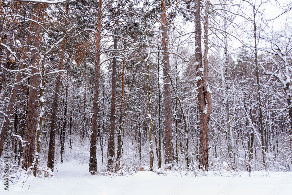 Fototapeta premium Winter landscape. Snowy trees, frost, big snowdrifts and snowfall.