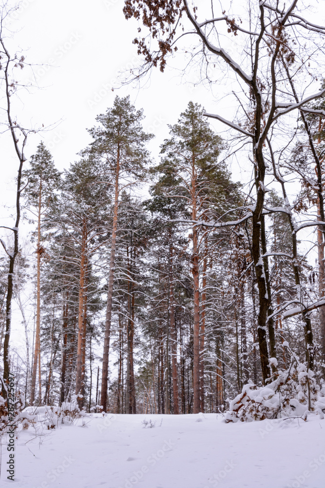 Fototapeta premium Winter landscape. Snowy trees, frost, big snowdrifts and snowfall.