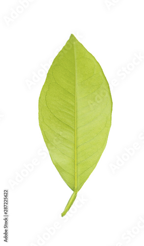 Lemon leaves isolated on white background. Branch of citrus leaf. Part of tropical plant. Top view.