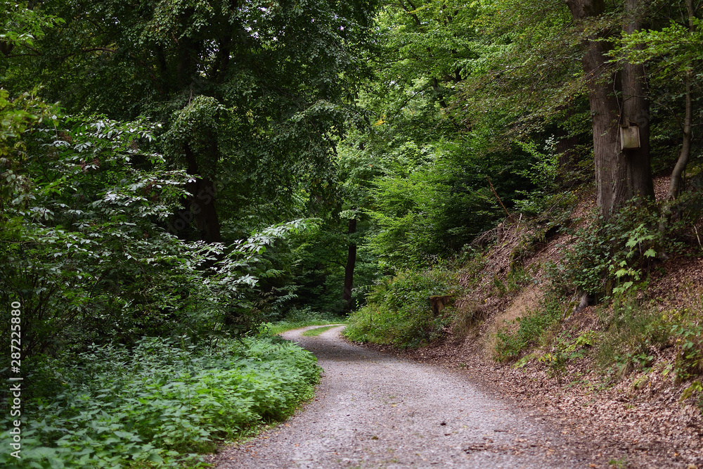 Weg durch den Wald Weg durch den Wald