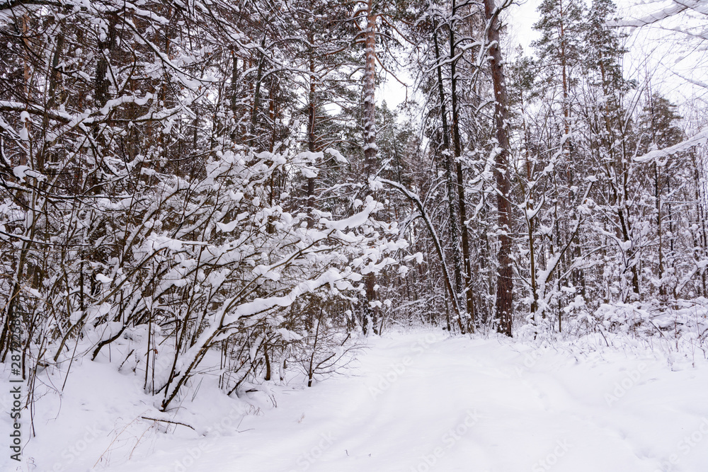 Winter landscape. Snowy trees, frost, big snowdrifts and snowfall. Winter landscape. Snowy trees, frost, big snowdrifts and snowfall.