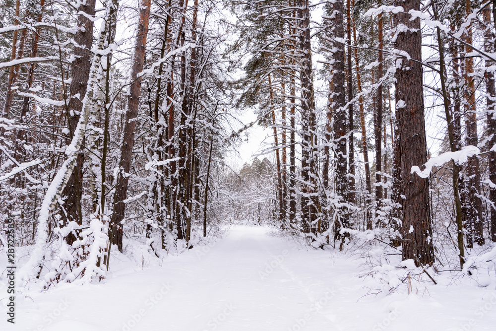 Fototapeta premium Winter landscape. Snowy trees, frost, big snowdrifts and snowfall.