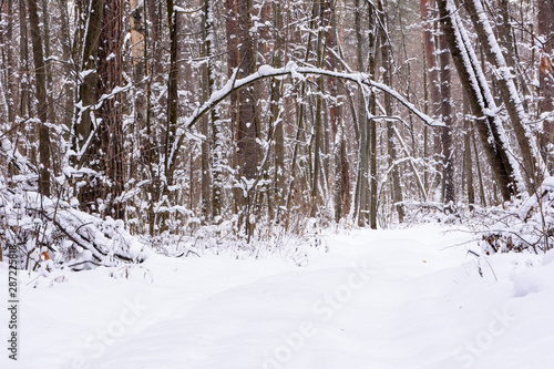 Winter landscape. Snowy trees, frost, big snowdrifts and snowfall.