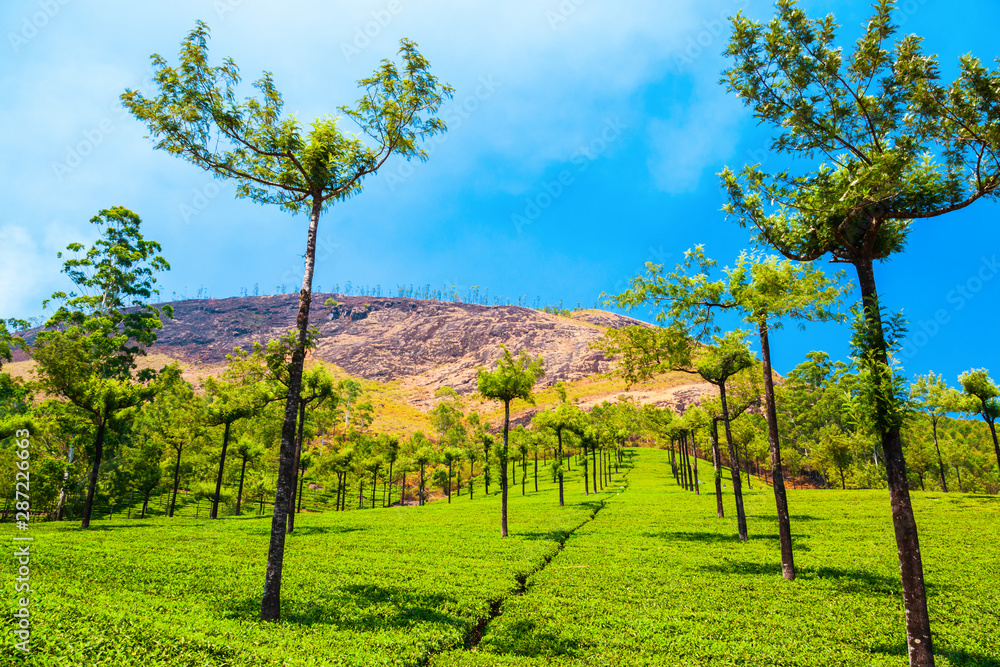 Tea plantation nature background landscape