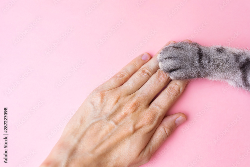 Fototapeta premium Gray striped cat's paw and human hand on a pink background. The concept of friendship of a man with a pet, caring for animals. Minimalism, feed on top, place for text.