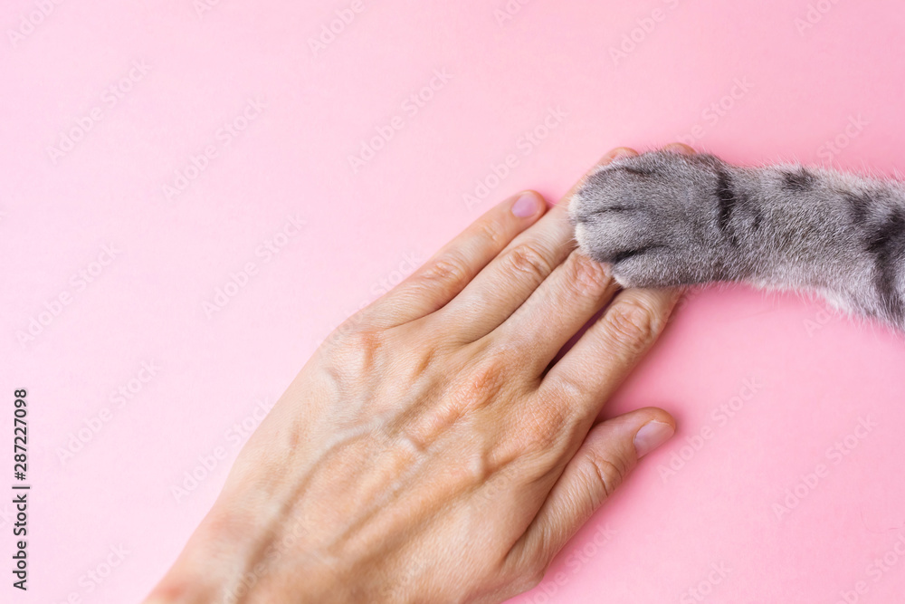 Gray striped cat's paw and human hand on a pink background. The concept friendship of a man with a pet, caring for Minimalism, feed on top, for text. Stock