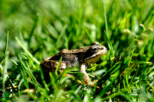 frog in green bright grass