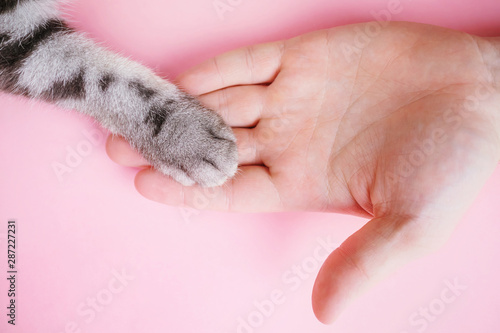 Gray striped cat's paw and human hand on a pink background. The concept of friendship of a man with a pet, caring for animals. Minimalism, feed on top, place for text.