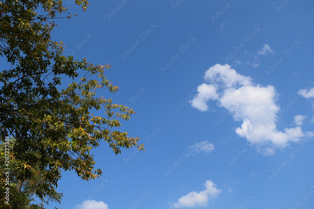 View through the green foliage to the blue sky with white clouds. View through the green foliage to the blue sky with white clouds.