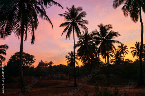 Palms in Goa at sunset