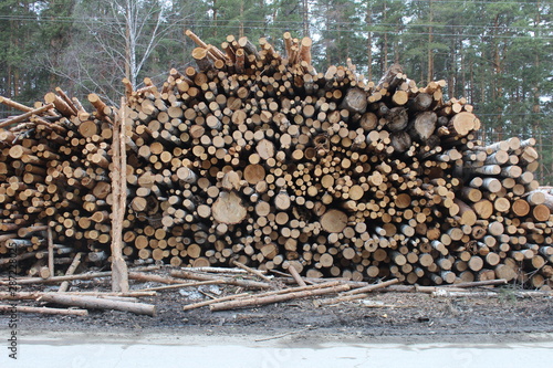Schilderij op canvas A lot of felled trees for making furniture