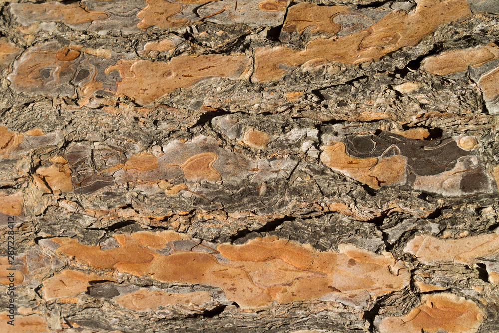 Obraz premium Flat pine tree bark texture