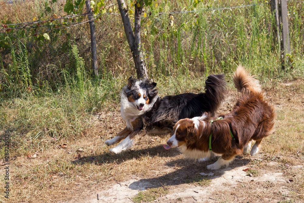 Cani che giocano