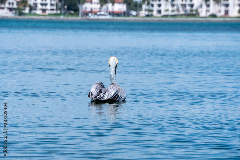 Florida exotic wildlife along the Coast, the Swamps and even at Animal Kingdom Florida exotic wildlife along the Coast, the Swamps and even at Animal Kingdom