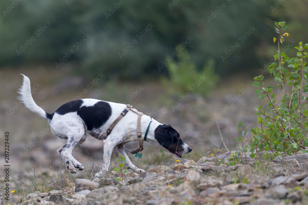 Cane in ricerca