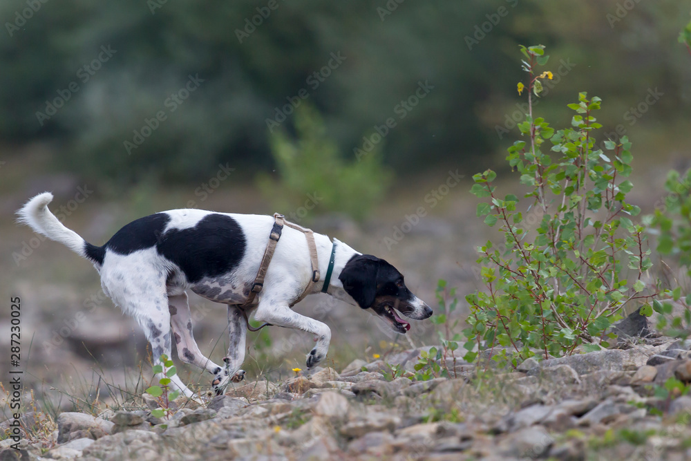 Cane in ricerca