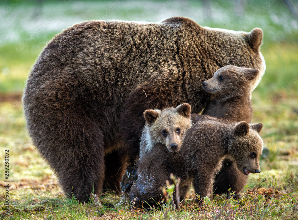 She-bear and cubs on the bog  in the summer forest. Natural Habitat. Brown bear, scientific name: Ursus arctos. Summer season.