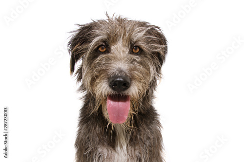Portrait black happy dog sticking put tongue. Isolated on white background.
