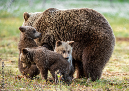 She-bear and cubs on the bog in the summer forest. Natural Habitat. Brown bear, scientific name: Ursus arctos. Summer season.