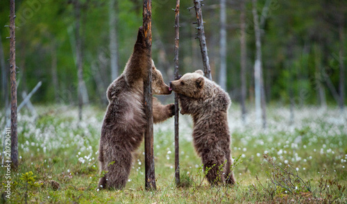 Obraz na plátne Brown bear cubs stands on its hind legs