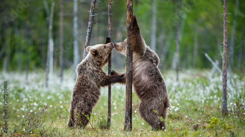 Fotografia, Obraz Brown bear cubs stands on its hind legs
