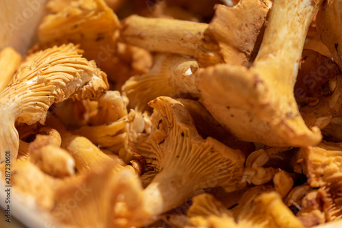 Fresh harvested girolle mushrooms in a small wooden basket