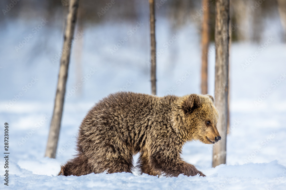 Obraz premium Bear cub walking on the snow. Brown bears in the winter forest. Natural habitat. Scientific name: Ursus Arctos Arctos.
