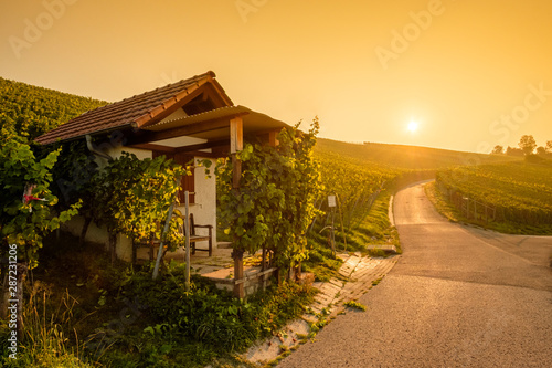 Hütte und Strasse im Weinberg mit Sonne Gegenlicht
