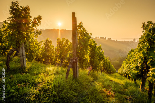 Weinberg Rebstöcke Weinstöcke im Gegenlicht Sonne photo