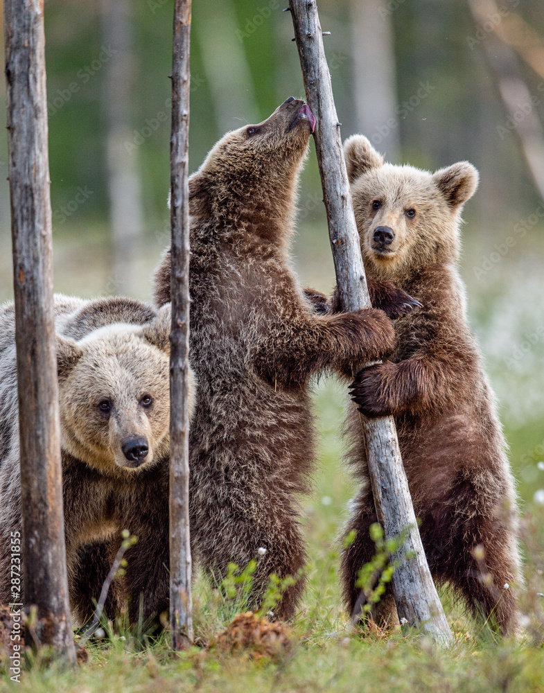 Obraz premium Brown bear cubs stands on its hind legs. Scientific name: Ursus Arctos ( Brown Bear). Green natural background. Natural habitat, summer season.