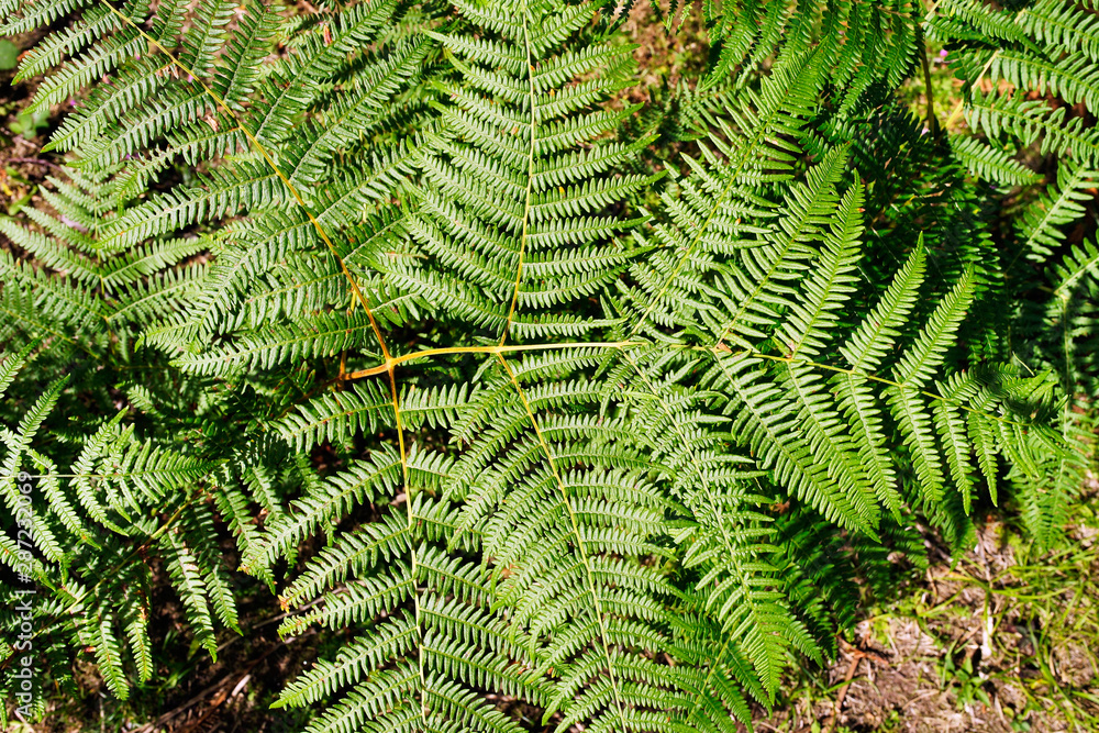 fern close-up in sunny day 