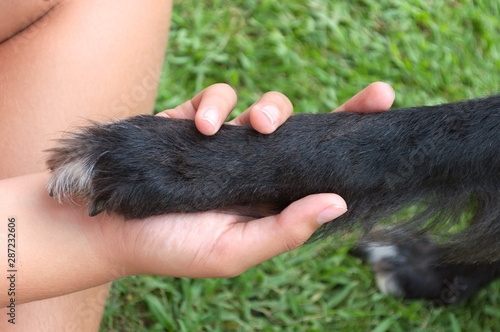 A boy´s hand holding with care a dog´s paw
