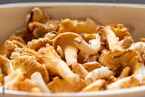 Tasty golden girolles in a wooden basket after harvesting