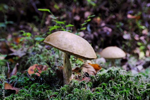 Mushrooms in the summer forest