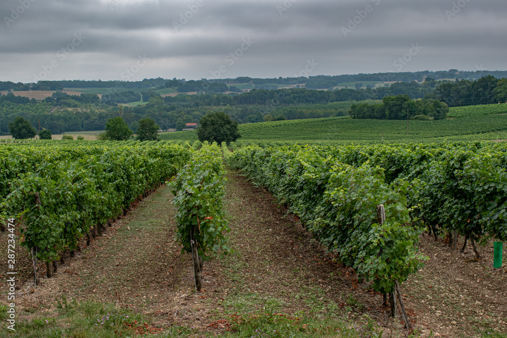 landscape of vineyard french countryside valley