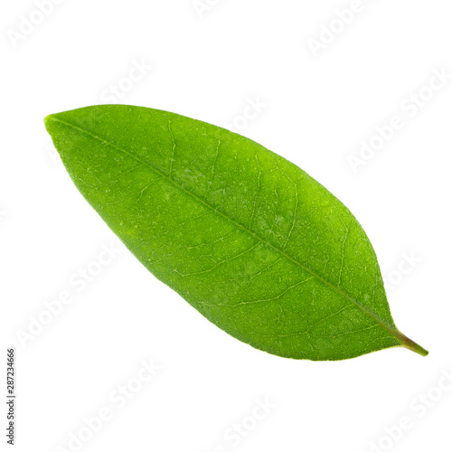leaf of lychee with water drops isolated on white background