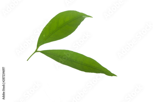 leaves of lychee isolated on white background