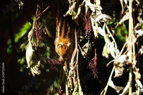 Tamiops swinhoei squirrel eating berries , lovely nice small animal  photo