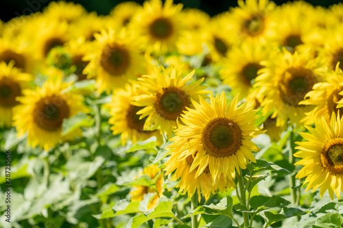 Fototapeta Naklejka Na Ścianę i Meble -  Field of sunflowers on a sunny summer day in Minnesota during late summer