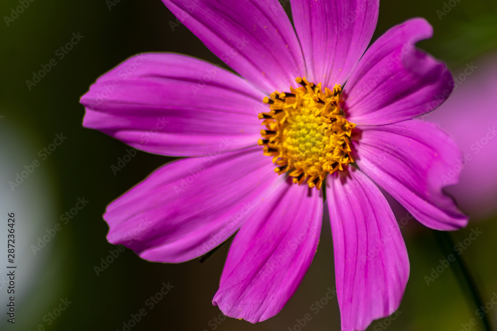 Pinkfarbene Blüte in voller Schönheit mit weit geöffneten Blütenblättern und gelben Stempeln voller Blütenpollen lädt Insekten wie Bienen und Hummeln zur Nektarsuche und Honigproduktion ein