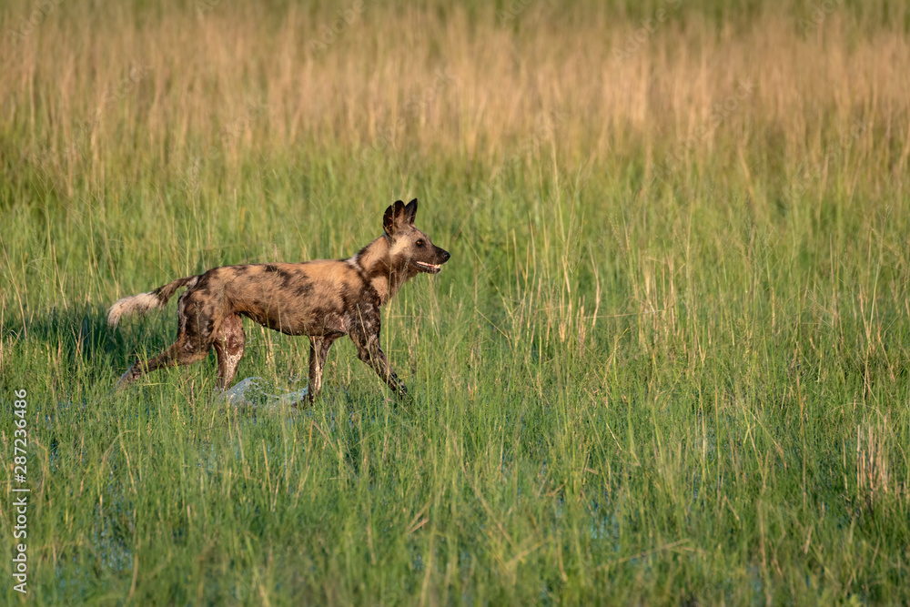 African wild dog hunting in the Okavango Delta flooded grasslands in Botswana. African wild dog hunting in the Okavango Delta flooded grasslands in Botswana.