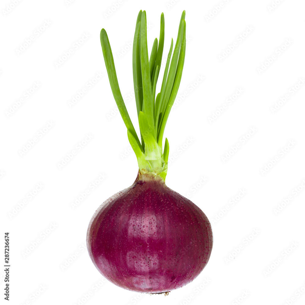 fresh purple onion with green leaves isolated on white backgound