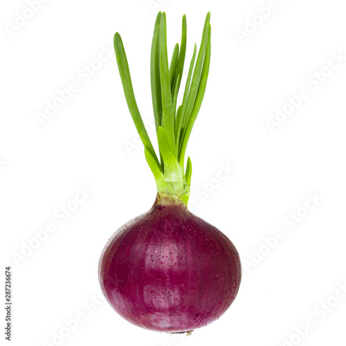 Obraz na płótnie fresh purple onion with green leaves isolated on white backgound w salonie